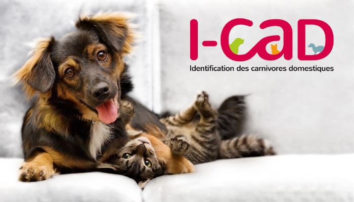I-CAD – Identification et stérilisation des animaux domestiques